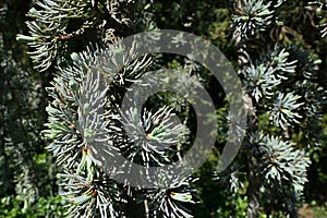 Dark green to silver coloured mature needles on a branch of coniferous tree Serbian Spruc