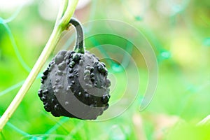 Dark green warty pumpkin on a bush in the garden