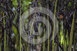 Dark and green wilted stems background