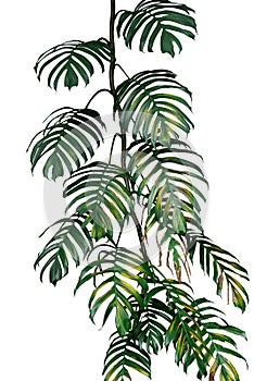Dark green yellow leaves of native Monstera philodendron plant g