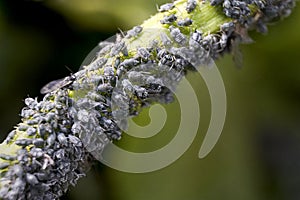 Dark grey aphids on a young plant stem