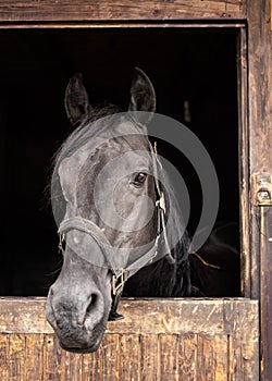 Dark grey Arabian horse in his wooden stable box - detail on head only