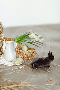 Dark grey baby bunny in bright interior with easter decoration