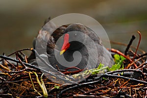 Dark grey bird with yellow red bill Common Moorhen, Gallinula chloropus, sitting on the nest with eggs