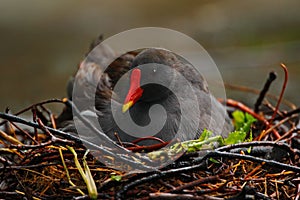 Dark grey bird with yellow red bill Common Moorhen, Gallinula chloropus, sitting on the nest with eggs photo