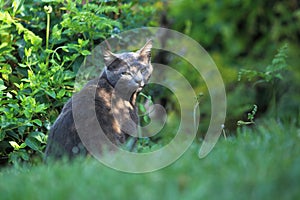 Dark-grey cat