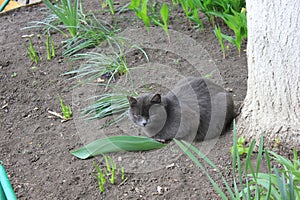 Dark grey cat near white washed trunk