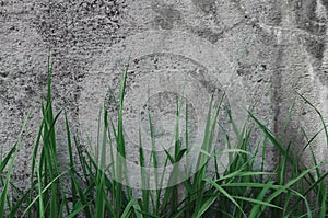 Dark Grey Coarse Concrete Stone Wall Texture, Green Grass, Horizontal Macro Closeup Old Aged Weathered Detailed Natural Gray