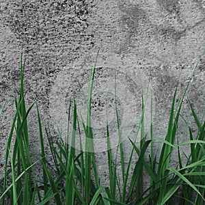 Dark Grey Coarse Concrete Stone Wall Texture, Green Grass, Horizontal Macro Closeup Old Aged Weathered Detailed Natural Gray