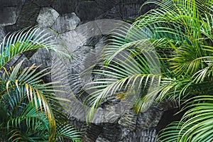 Dark grey concrete stone wall background with green tropical palm leaves