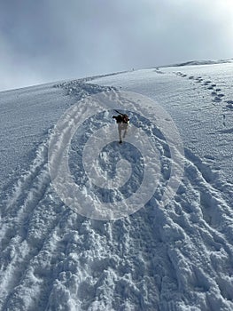 Dark grey dog running along the snow slope with tire tracks.