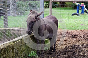 Dark grey Donkey standing in the mud