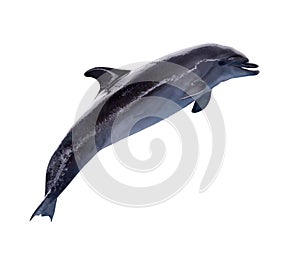 Dark grey doplhin in jump