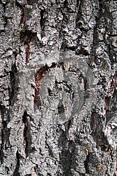 Dark grey natural tree bark texture