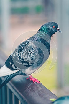 Dark grey pigeon on a fence