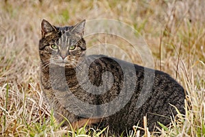 Dark grey tabby cat in the high dry grass on the field. Wild animal on the hunt, catch your own food.