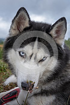 Dark grey and white male Siberian Husky with blue eyes. Close up portrait sad husky dog
