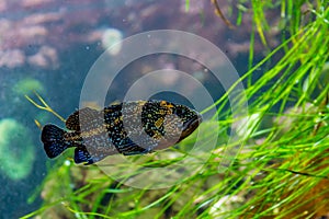 A Dark Grouper-Like Saltwater Fish