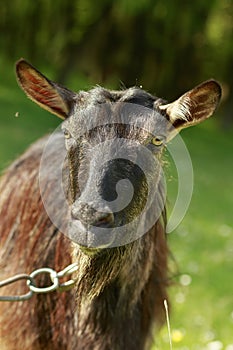 Dark-haired Goat Close-Up