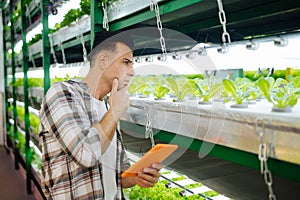 Dark-haired male agriculturist planting lettuce in greenhouse