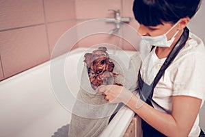 Dark-haired woman using towel while drying dog after washing