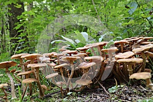 The dark Hallimasch, Armillaria ostoyae, Waldviertel, Austria