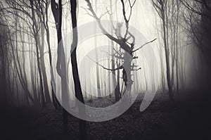 Dark Halloween scene of haunted forest with fog