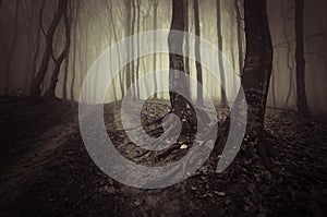 Dark haunted woods on Halloween