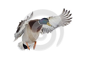 Dark head mallard duck drake on white in flight