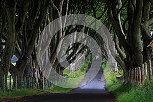 The Dark Hedge, Northern Ireland