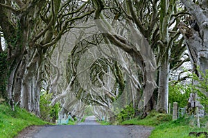 The Dark Hedges