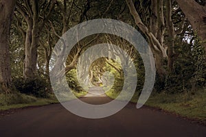 The Dark Hedges