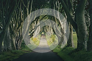 The Dark Hedges