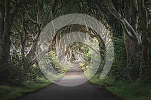 The Dark Hedges