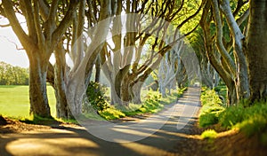 The Dark Hedges, an avenue of beech trees along Bregagh Road in County Antrim, Nothern Ireland