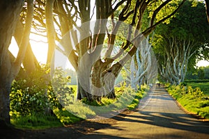 The Dark Hedges, an avenue of beech trees along Bregagh Road in County Antrim. Tourist attractions in Nothern Ireland