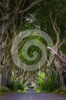 The Dark Hedges in County Antrim, Northern Ireland