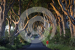 The Dark Hedges - County Antrim - Northern Ireland photo