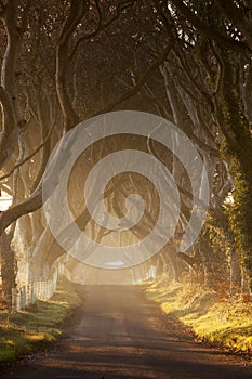 Dark Hedges II