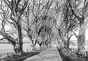 The Dark Hedges, King's Road in Game of Thrones photo