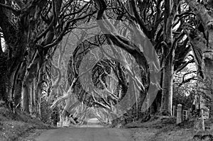 The Dark Hedges - monochrome