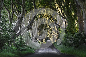 The Dark Hedges, N. Ireland