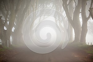 Dark Hedges, North Ireland, mystic tree line drive and fog