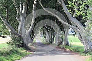 Dark hedges Northern Ireland