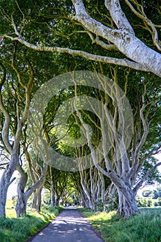 The Dark Hedges in Northern Ireland