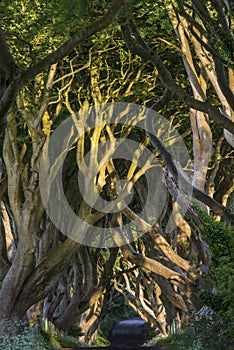 The Dark Hedges, Northern Ireland