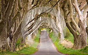 The Dark Hedges, Northern Ireland