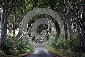 The Dark Hedges, Northern Ireland