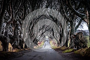 The Dark Hedges in Northern Ireland. Majestic, spooky and mysterious road across very old trees. Featured in the Game of Thrones photo