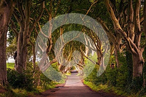 The Dark Hedges in Northern Ireland at sunset